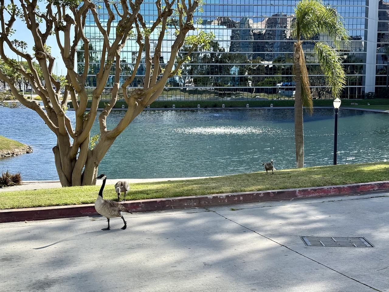ducks walking by the aforementioned pond