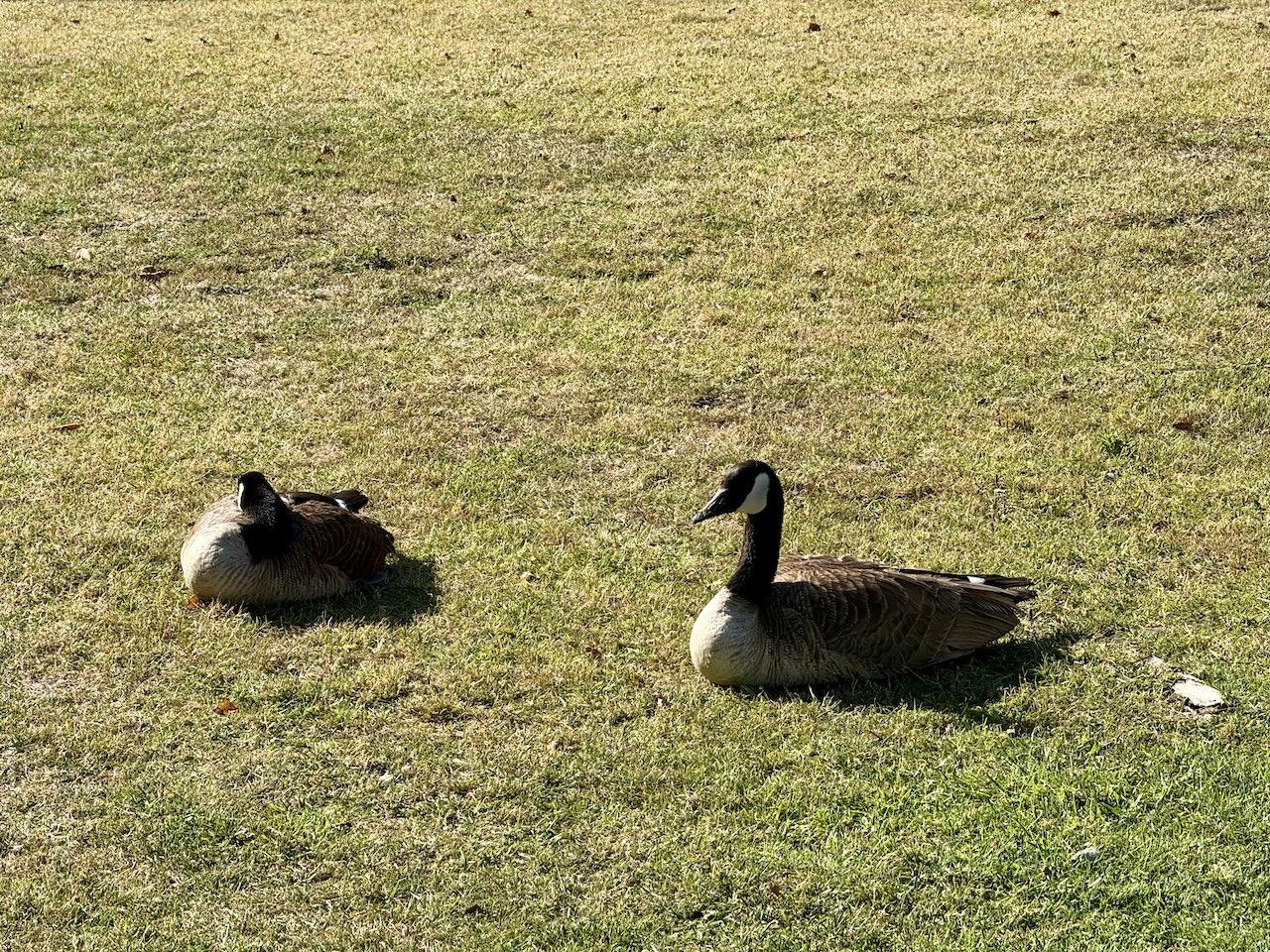 ducks chillin’ on the ground