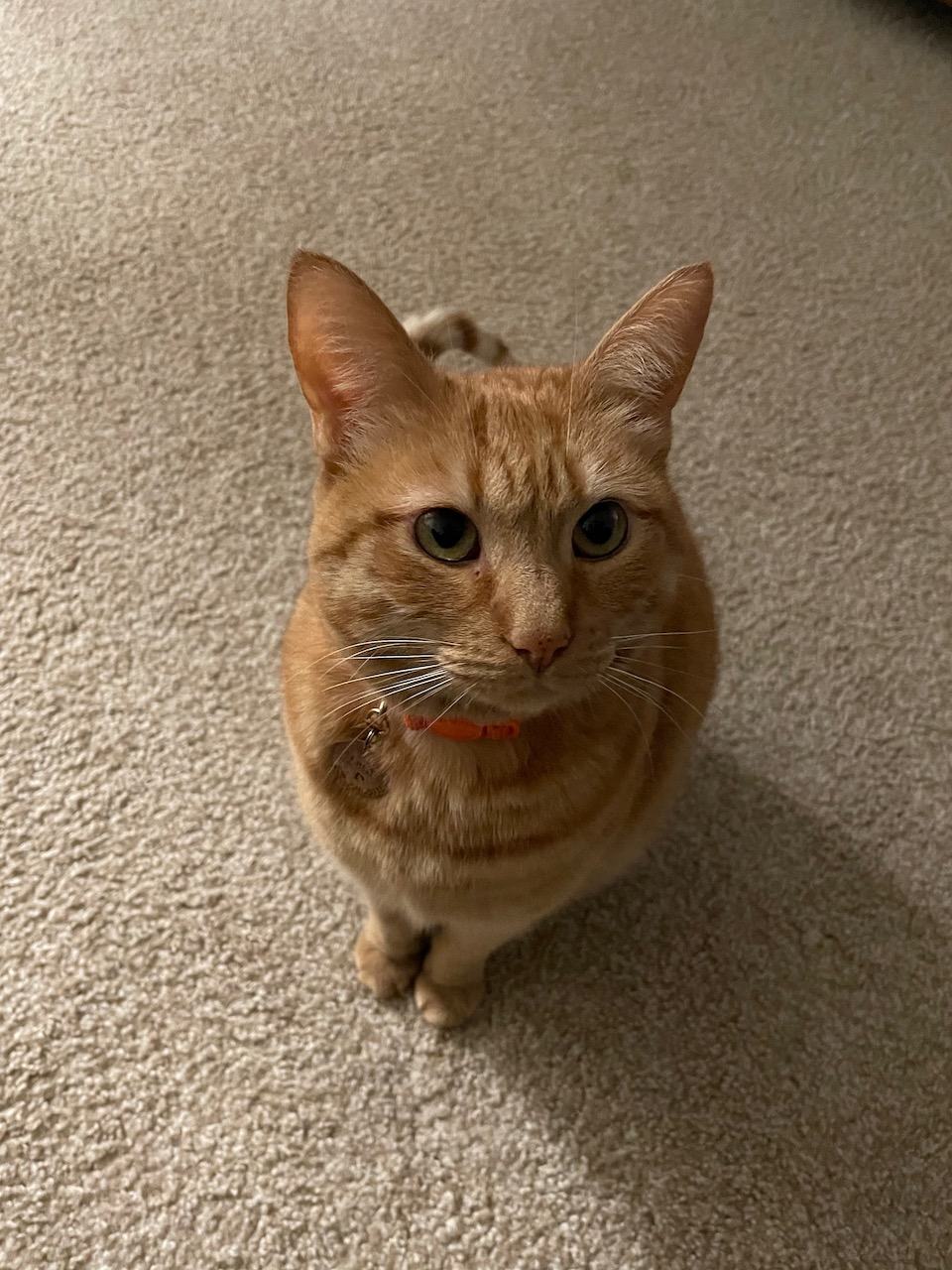 Lucy