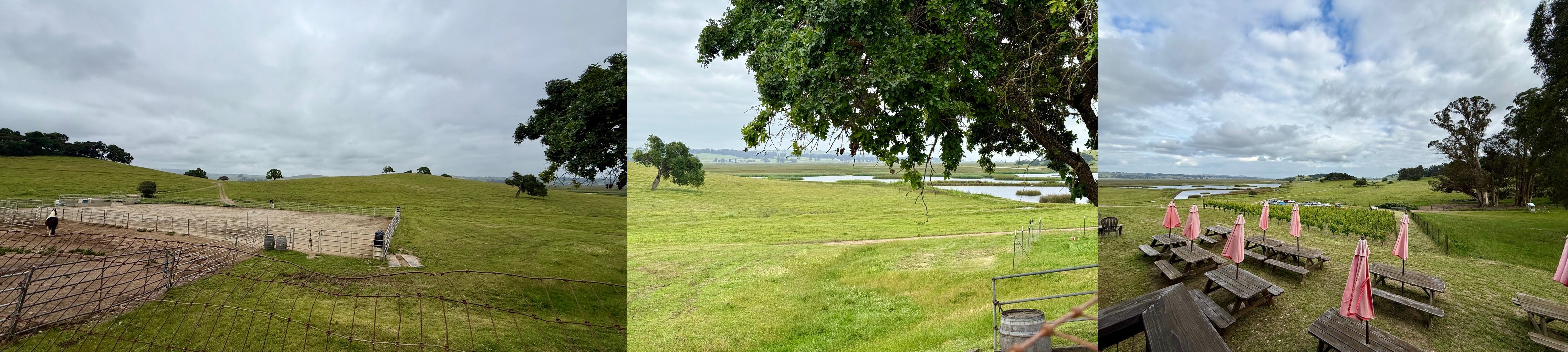 Collage of green grass fields at the ranch and winery tasting room tables