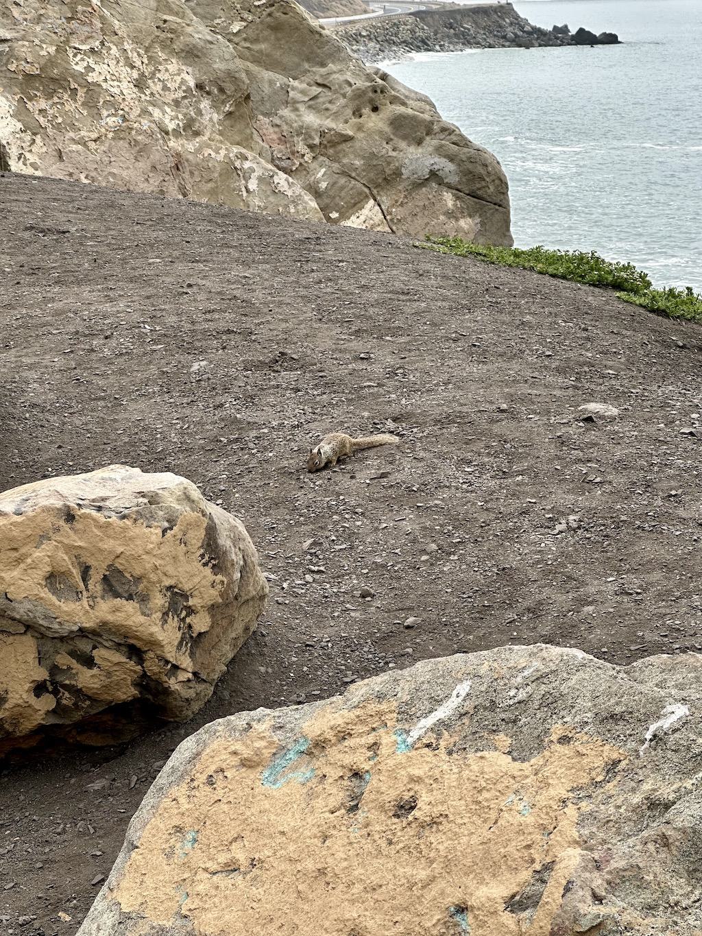 squirrel scavenging for food near the Pacific Ocean